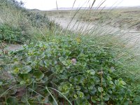 Convolvulus soldanella 23, Zeewinde, Saxifraga-Rutger Barendse