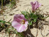 Convolvulus soldanella 24, Zeewinde, Saxifraga-Rutger Barendse