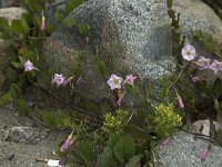 Seashore false bindweed  Convolvulus soldanella, syn.: Calystegia soldanella : boulder, Calystegia soldanella, Convolvulus soldanella, flora, floral, natural, nature, plant, rock, Seashore false bindweed, vascular, beach