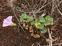 Convolvulus soldanella 6, Zeewinde, Saxifraga-Peter Meininger