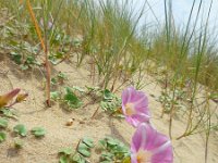 Convolvulus soldanella 7, Zeewinde, Saxifraga-Ed Stikvoort