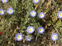 Convolvulus tricolor 10, Saxifraga-Jan van der Straaten