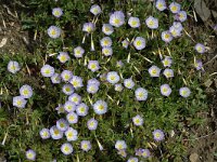 Convolvulus tricolor 2, Saxifraga-Jan van der Straaten