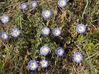 Convolvulus tricolor 3, Saxifraga-Jan van der Straaten