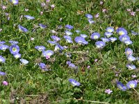 Convolvulus tricolor 4, Saxifraga-Dirk Hilbers