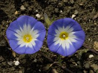 Convolvulus tricolor 5, Saxifraga-Willem van Kruijsbergen