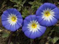 Convolvulus tricolor 7, Saxifraga-Willem van Kruijsbergen