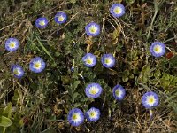 Convolvulus tricolor 8, Saxifraga-Willem van Kruijsbergen