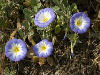 Convolvulus tricolor 9, Saxifraga-Jan van der Straaten