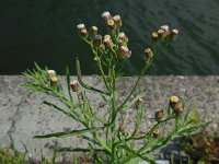 Conyza bonariensis 18, Gevlamde fijnstraal, Saxifraga-Ed Stikvoort