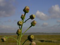 Conyza bonariensis 3, Gevlamde fijnstraal, Saxifraga-Peter Meininger