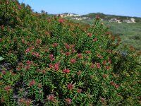Corema album 6, Saxifraga-Ed Stikvoort