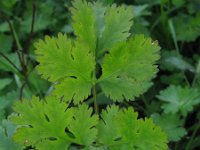 Coriandrum sativum 10, Koriander, Saxifraga-Rutger Barendse