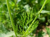 Coriandrum sativum 11, Koriander, Saxifraga-Rutger Barendse