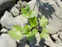 Coriandrum sativum 14, Koriander, Saxifraga-Rutger Barendse