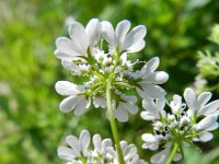 Coriandrum sativum 16, Koriander, Saxifraga-Rutger Barendse