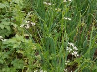 Coriandrum sativum 19, Koriander, Saxifraga-Ed Stikvoort