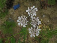 Coriandrum sativum 2, Koriander, Saxifraga-Rutger Barendse