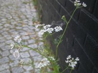 Coriandrum sativum 3, Koriander, Saxifraga-Rutger Barendse