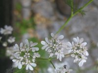 Coriandrum sativum 4, Koriander, Saxifraga-Rutger Barendse