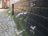 Coriandrum sativum 5, Koriander, Saxifraga-Rutger Barendse