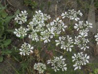 Coriandrum sativum 6, Koriander, Saxifraga-Rutger Barendse