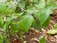 Cornus mas 11, Gele kornoelje, Saxifraga-Rutger Barendse