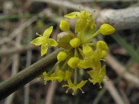 Cornus mas 2, Gele kornoelje, Saxifraga-Rutger Barendse