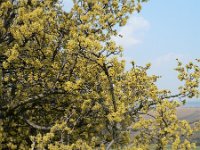 Cornus mas 4, Gele kornoelje, Saxifraga-Jan Willem Jongepier