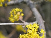 Cornus mas 5, Gele kornoelje, Saxifraga-Jasenka Topic