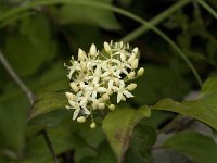 Cornus sanguinea 12, Rode kornoelje, Saxifraga-Jan van der Straaten