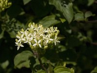 Cornus sanguinea 17, Rode kornoelje, Saxifraga-Jan van der Straaten