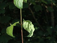 Cornus sanguinea 9, Rode kornoelje, Saxifraga-Jan van der Straaten