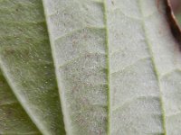 Cornus sanguinea ssp australis 22, Saxifraga-Rutger Barendse