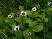 Cornus suecica 13, Zweedse kornoelje, Saxifraga-Hans Boll