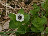 Cornus suecica 14, Zweedse kornoelje, Saxifraga-Hans Boll