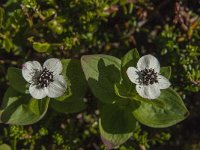 Cornus suecica 16, Zweedse kornoelje, Saxifraga-Jan van der Straaten