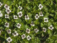 Cornus suecica 22, Zweedse kornoelje, Saxifraga-Jan van der Straaten