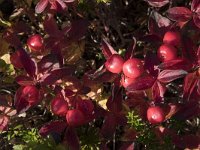 Cornus suecica 32, Zweedse kornoelje, Saxifraga-Willem van Kruijsbergen