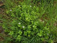 Cornus suecica 40, Zweedse kornoelje, Saxifraga-Ed Stikvoort