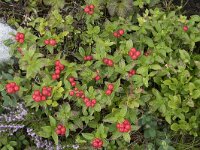 Cornus suecica 48, Zweedse kornoelje, Saxifraga-Willem van Kruijsbergen