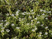 Cornus suecica 49, Zweedse kornoelje, Saxifraga-Willem van Kruijsbergen