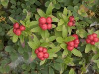 Cornus suecica 50, Zweedse kornoelje, Saxifraga-Willem van Kruijsbergen