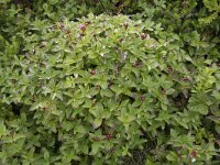 Cornus suecica 51, Zweedse kornoelje, Saxifraga-Willem van Kruijsbergen