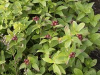 Cornus suecica 52, Zweedse kornoelje, Saxifraga-Willem van Kruijsbergen