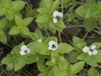 Cornus suecica 54, Zweedse kornoelje, Saxifraga-Willem van Kruijsbergen