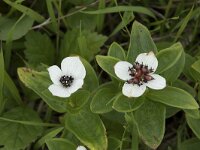 Cornus suecica 55, Zweedse kornoelje, Saxifraga-Willem van Kruijsbergen