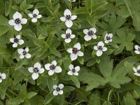 Cornus suecica 56, Zweedse kornoelje, Saxifraga-Willem van Kruijsbergen