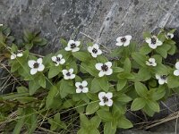 Cornus suecica 58, Zweedse kornoelje, Saxifraga-Willem van Kruijsbergen