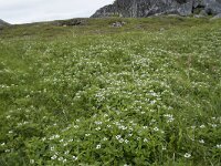 Cornus suecica 59, Zweedse kornoelje, Saxifraga-Willem van Kruijsbergen
